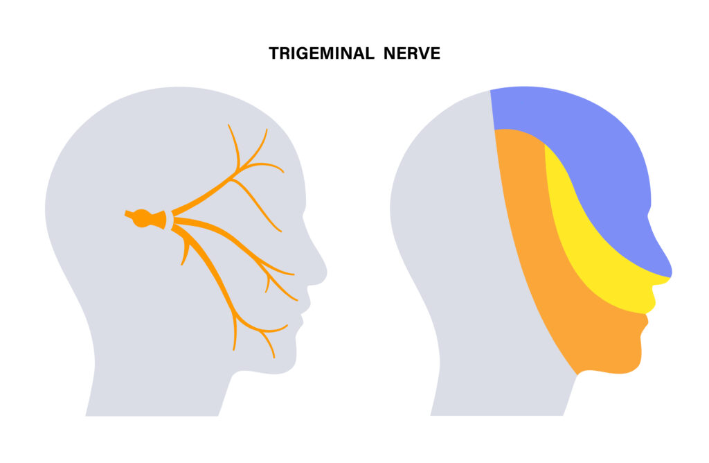 Trigeminal nerve diagram
